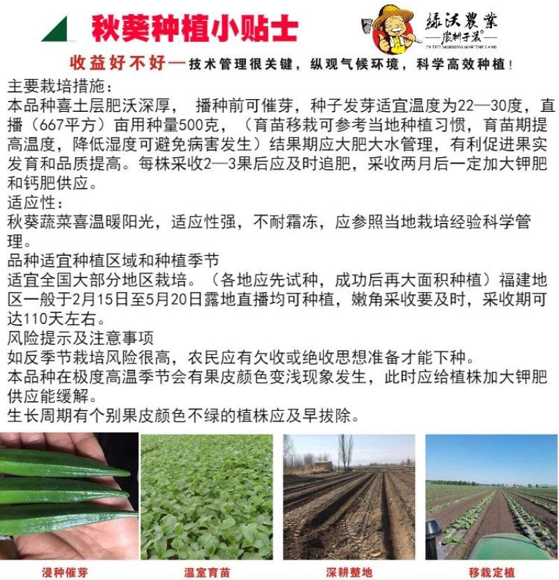 高端黄秋葵种子高产油亮绿长约12厘米左右