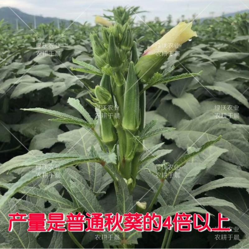 高端黄秋葵种子高产油亮绿长约12厘米左右