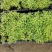 蓝花楹苗庭院盆栽开花植物园林绿化苗木蓝花楹小芽苗
