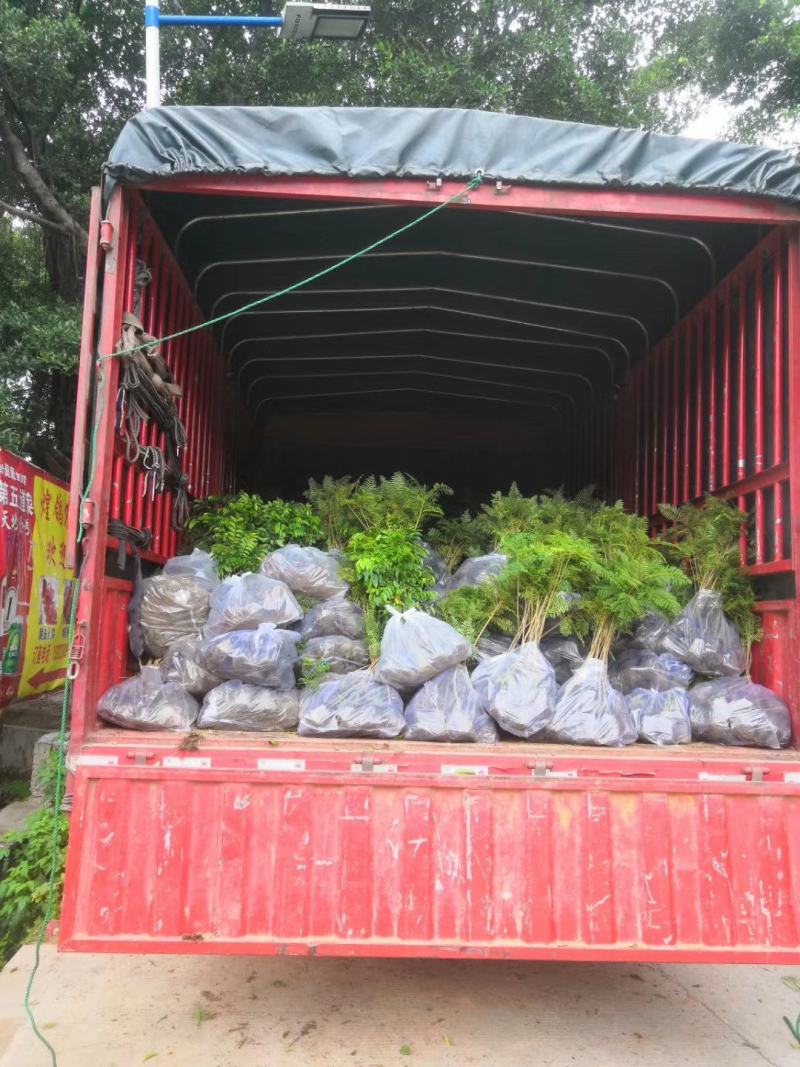 蓝花楹苗庭院盆栽开花植物园林绿化苗木蓝花楹小芽苗