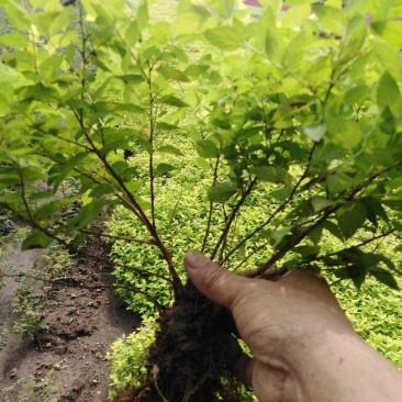 金山秀线菊小苗，金焰秀线菊小苗，金山、金焰工程苗。