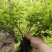 金山秀线菊小苗，金焰秀线菊小苗，金山、金焰工程苗。