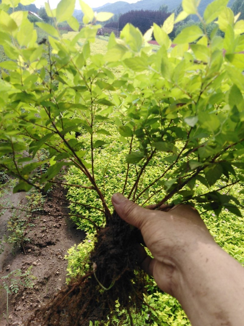 金山秀线菊小苗，金焰秀线菊小苗，金山、金焰工程苗。