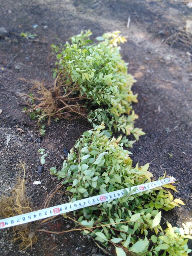 金山秀线菊小苗，金焰秀线菊小苗，金山、金焰工程苗。