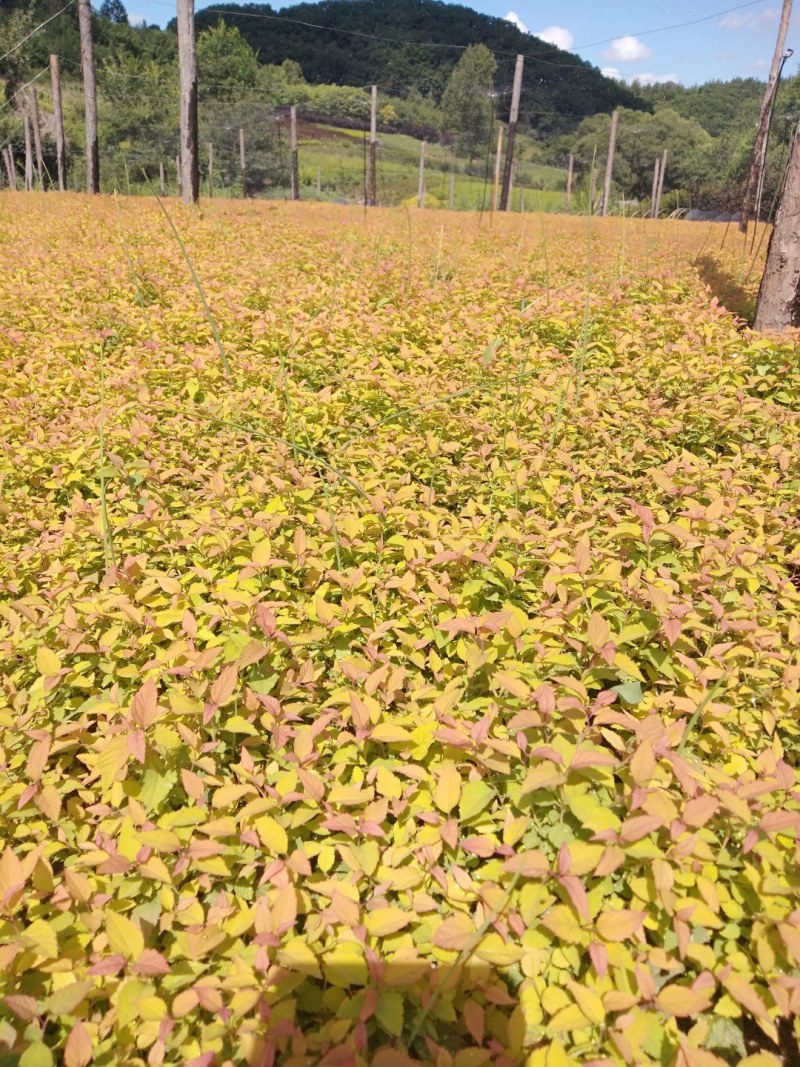 金山秀线菊小苗，金焰秀线菊小苗，金山、金焰工程苗。
