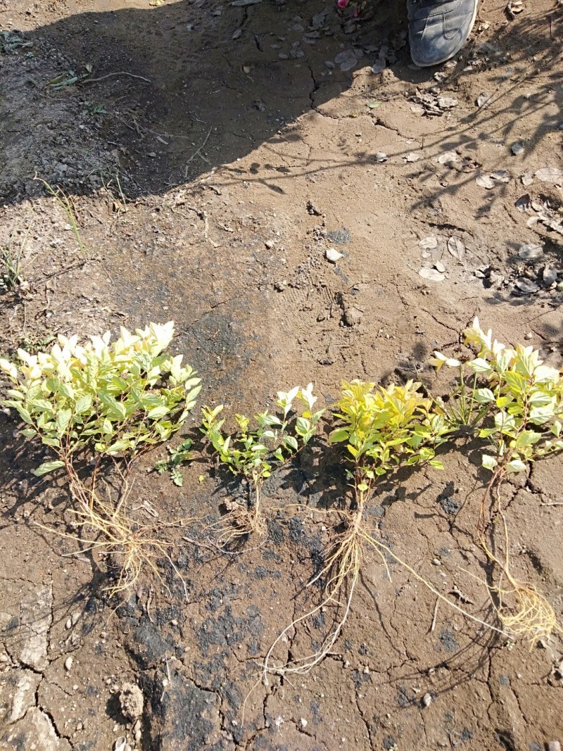 金山秀线菊小苗，金焰秀线菊小苗，金山、金焰工程苗。