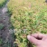 金山秀线菊小苗，金焰秀线菊小苗，金山、金焰工程苗。