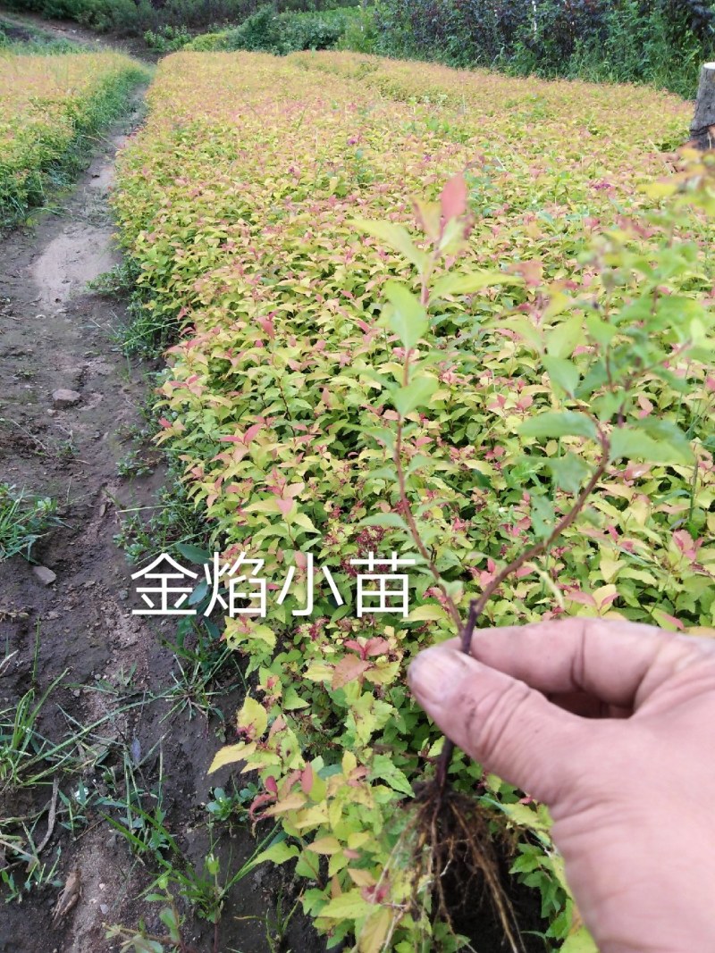 金山秀线菊小苗，金焰秀线菊小苗，金山、金焰工程苗。