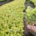 金山秀线菊小苗，金焰秀线菊小苗，金山、金焰工程苗。