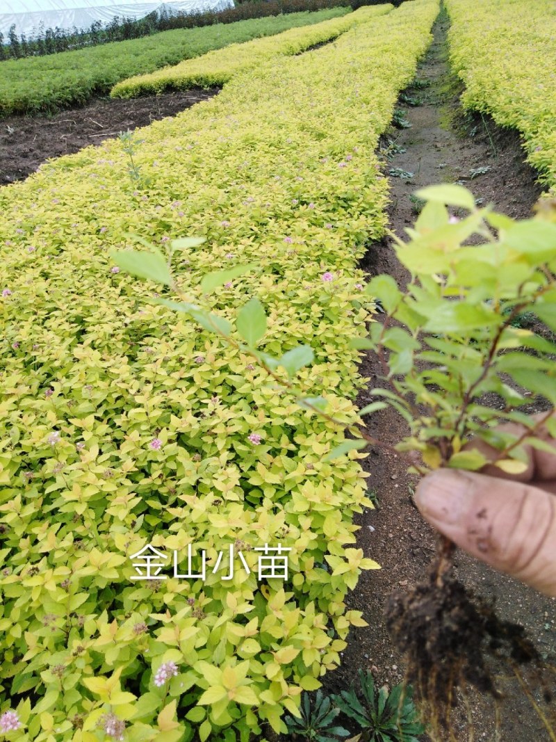金山秀线菊小苗，金焰秀线菊小苗，金山、金焰工程苗。