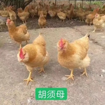 正宗胡须鸡苗，包运费，路损