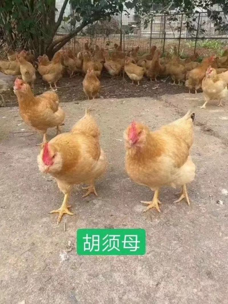 正宗胡须鸡苗，包运费，路损