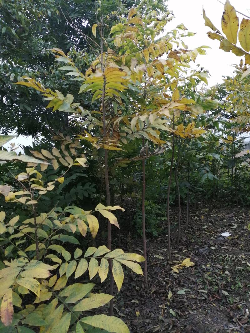 美国山核桃室生苗嫁接苗，米径5公分以上的实生树