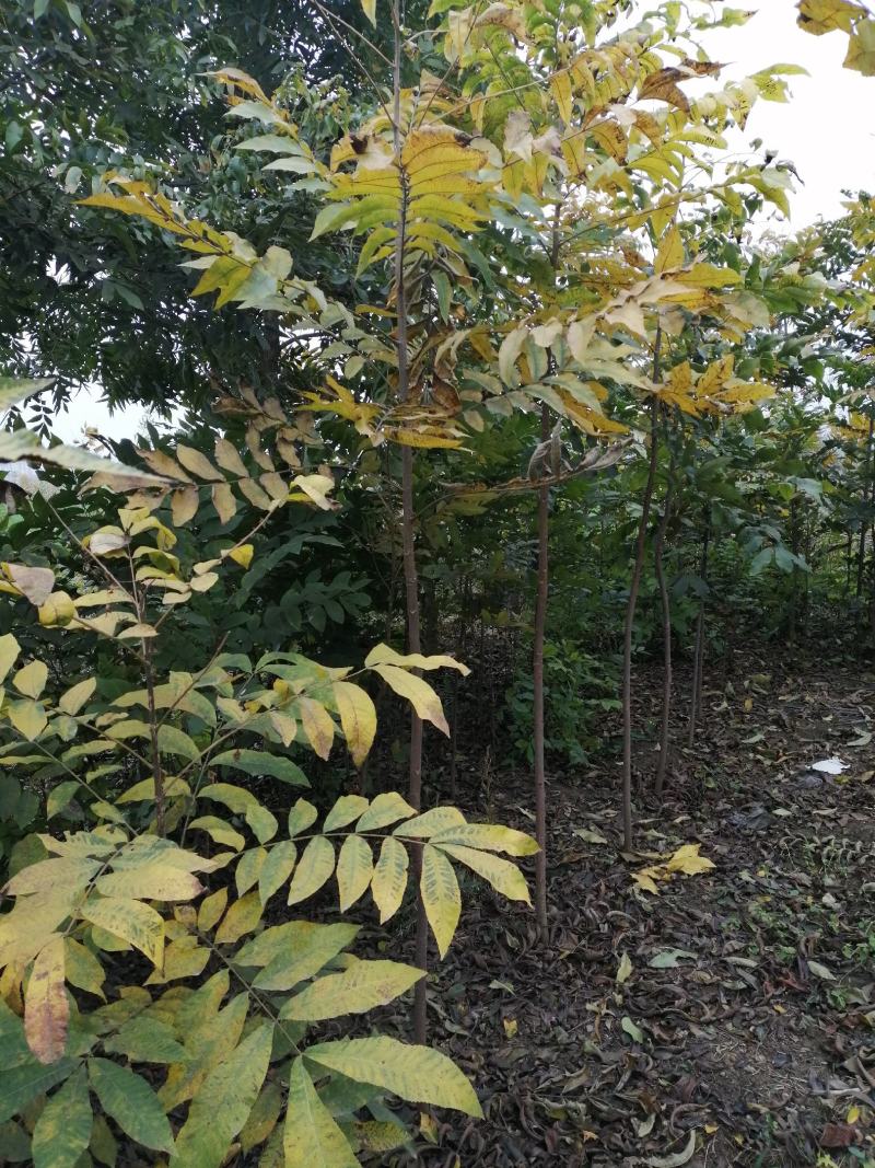 美国山核桃室生苗嫁接苗，米径5公分以上的实生树