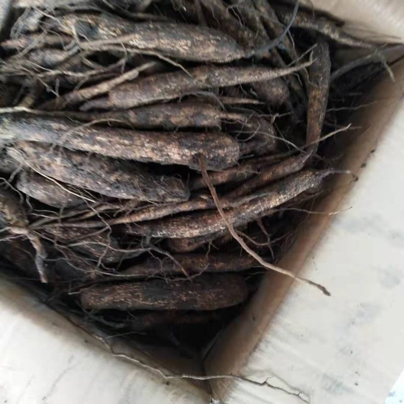 农科院一代籽培越蒌三号大颗粒吊瓜苗