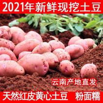 云南高山洋芋合作88红皮土豆中果支持各平台一件批发