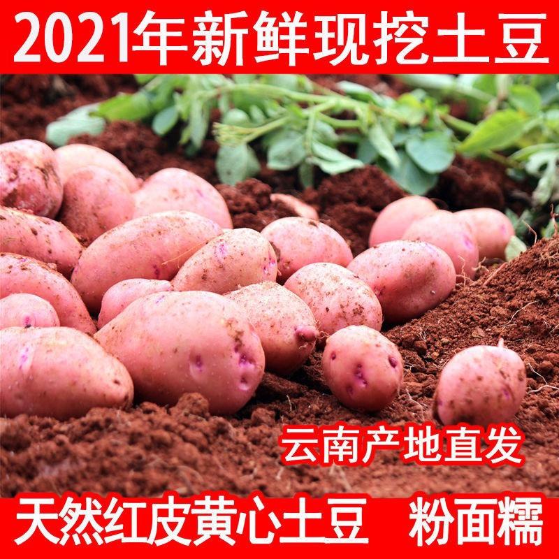 云南高山洋芋合作88红皮土豆中果支持各平台一件代发批发