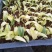 花叶姜苗庭院盆栽园林绿化植物彩色地被工程苗木