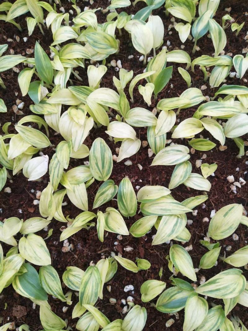 花叶姜苗庭院盆栽园林绿化植物彩色地被工程苗木