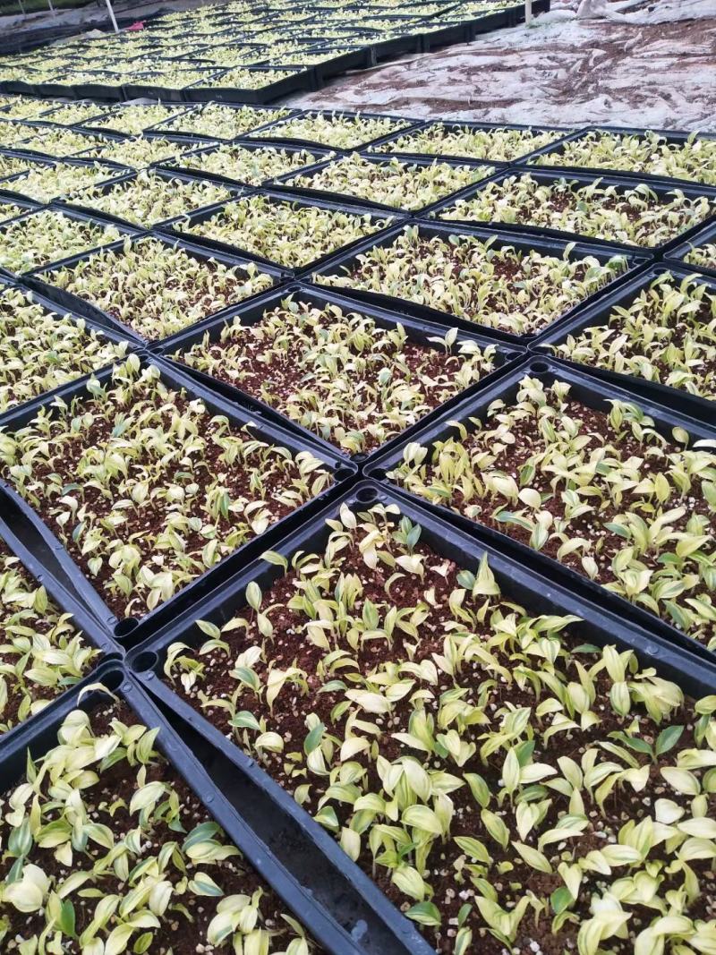花叶姜苗庭院盆栽园林绿化植物彩色地被工程苗木