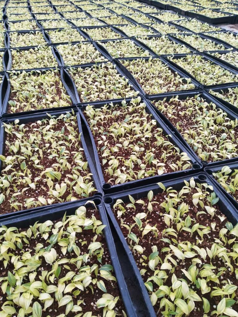 花叶姜苗庭院盆栽园林绿化植物彩色地被工程苗木