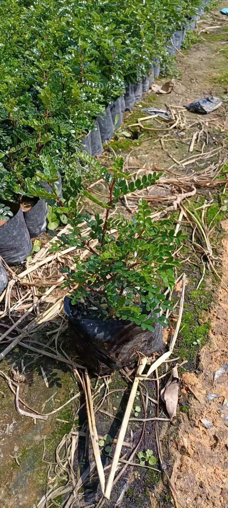 胡椒木高度15-30福建漳州胡椒木厂家直销