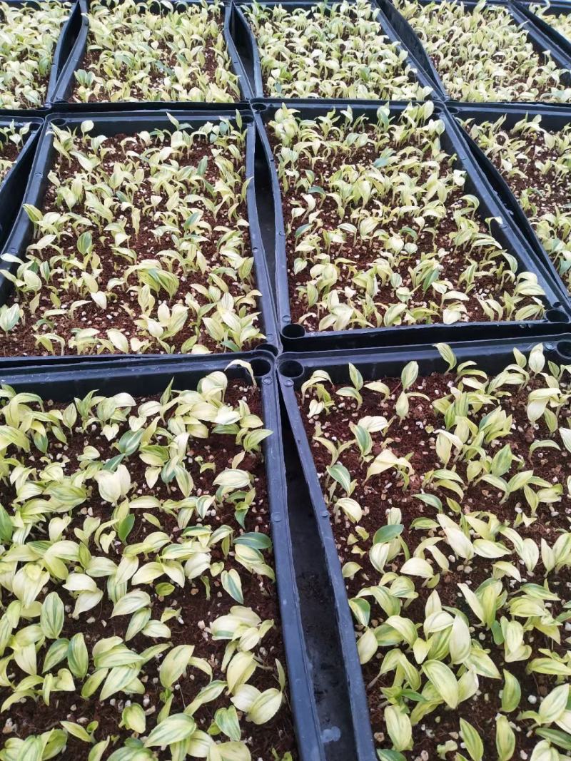 花叶姜苗庭院盆栽园林绿化植物彩色地被工程苗木