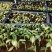 花叶姜苗庭院盆栽园林绿化植物彩色地被工程苗木