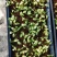 花叶姜苗庭院盆栽园林绿化植物彩色地被工程苗木