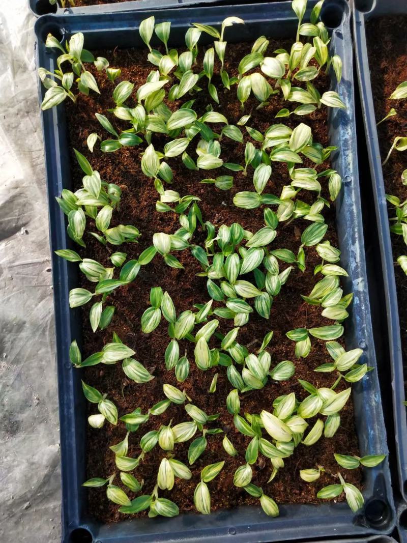 花叶姜苗庭院盆栽园林绿化植物彩色地被工程苗木