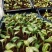 花叶姜苗庭院盆栽园林绿化植物彩色地被工程苗木