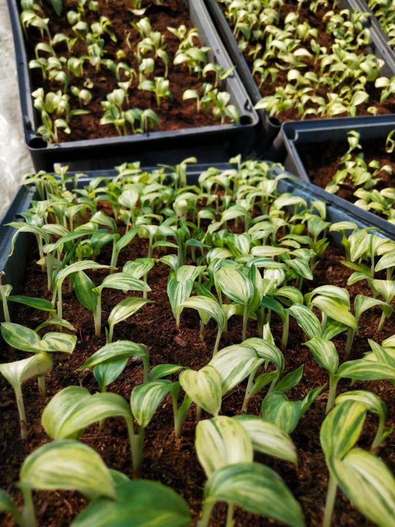 花叶姜苗庭院盆栽园林绿化植物彩色地被工程苗木