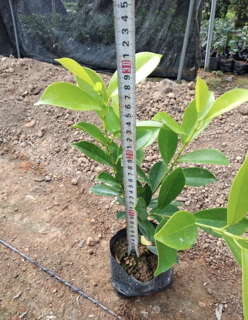 黄金榕，漳州基地大量供应黄金榕15-30高