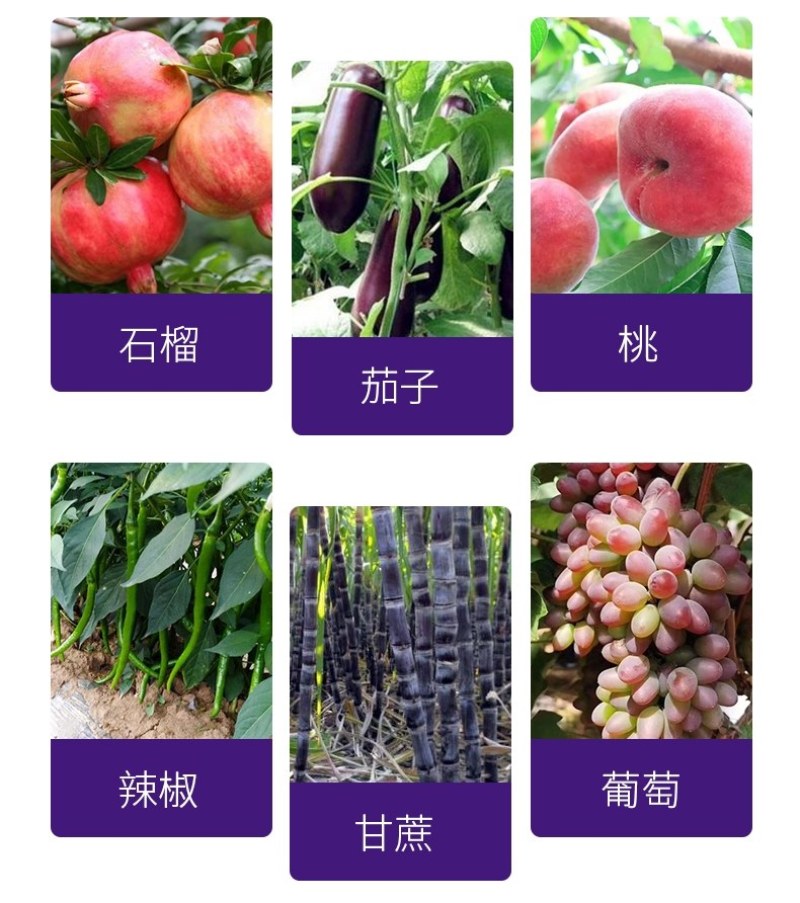阿逸多钙+镁快速补钙补镁生根壮根改良土壤预防烂果