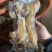 清水煮纯熟去骨牛蹄质量保证