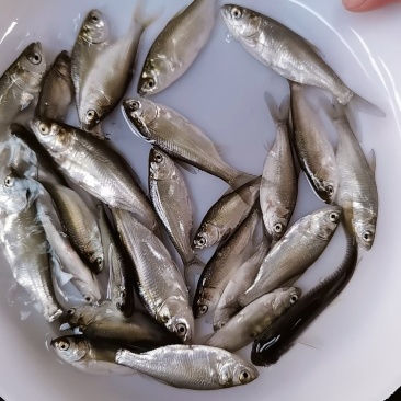 白鲢鱼鲢鱼水花基地直供，成活率高，全国发货，欢迎咨询
