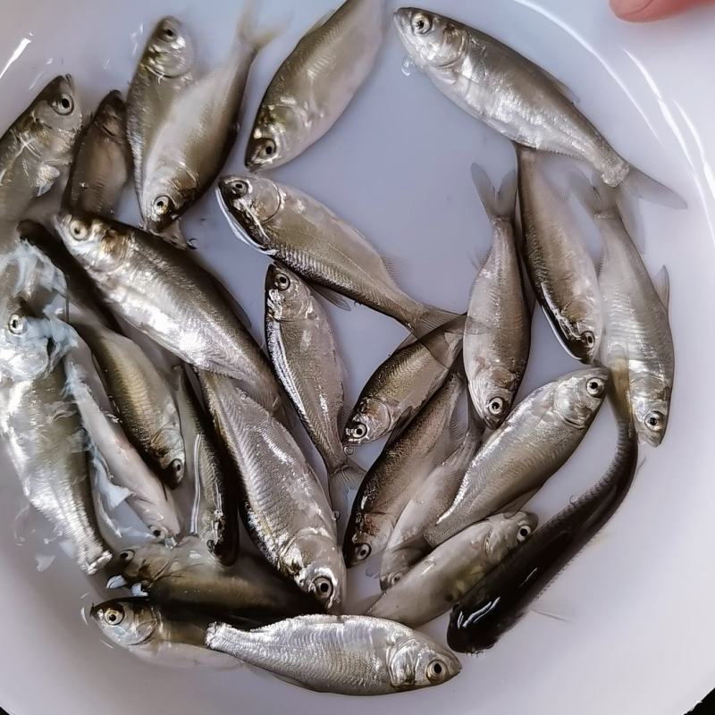 白鲢鱼鲢鱼水花基地直供，成活率高，全国发货，欢迎咨询