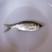 白鲢鱼鲢鱼水花基地直供，成活率高，全国发货，欢迎咨询
