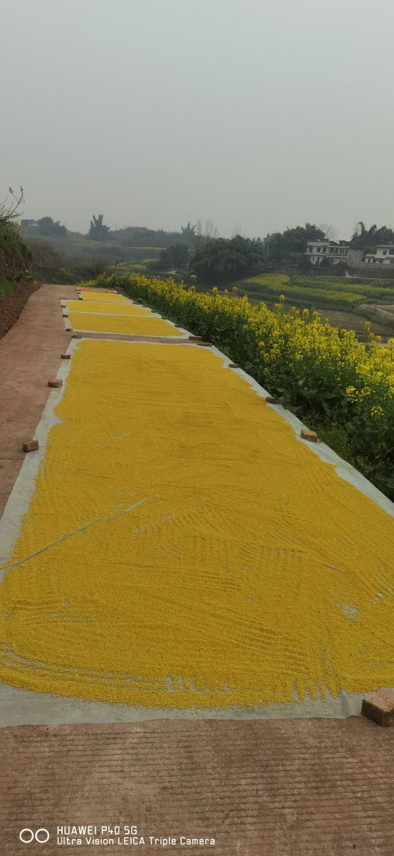 2024新油菜花粉，干湿两卖，纯度干，量大从优