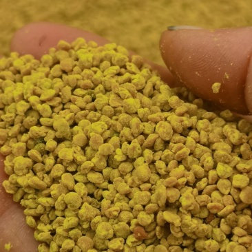 2024新油菜花粉，干湿两卖，纯度干，量大从优