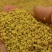 2024新油菜花粉，干湿两卖，纯度干，量大从优