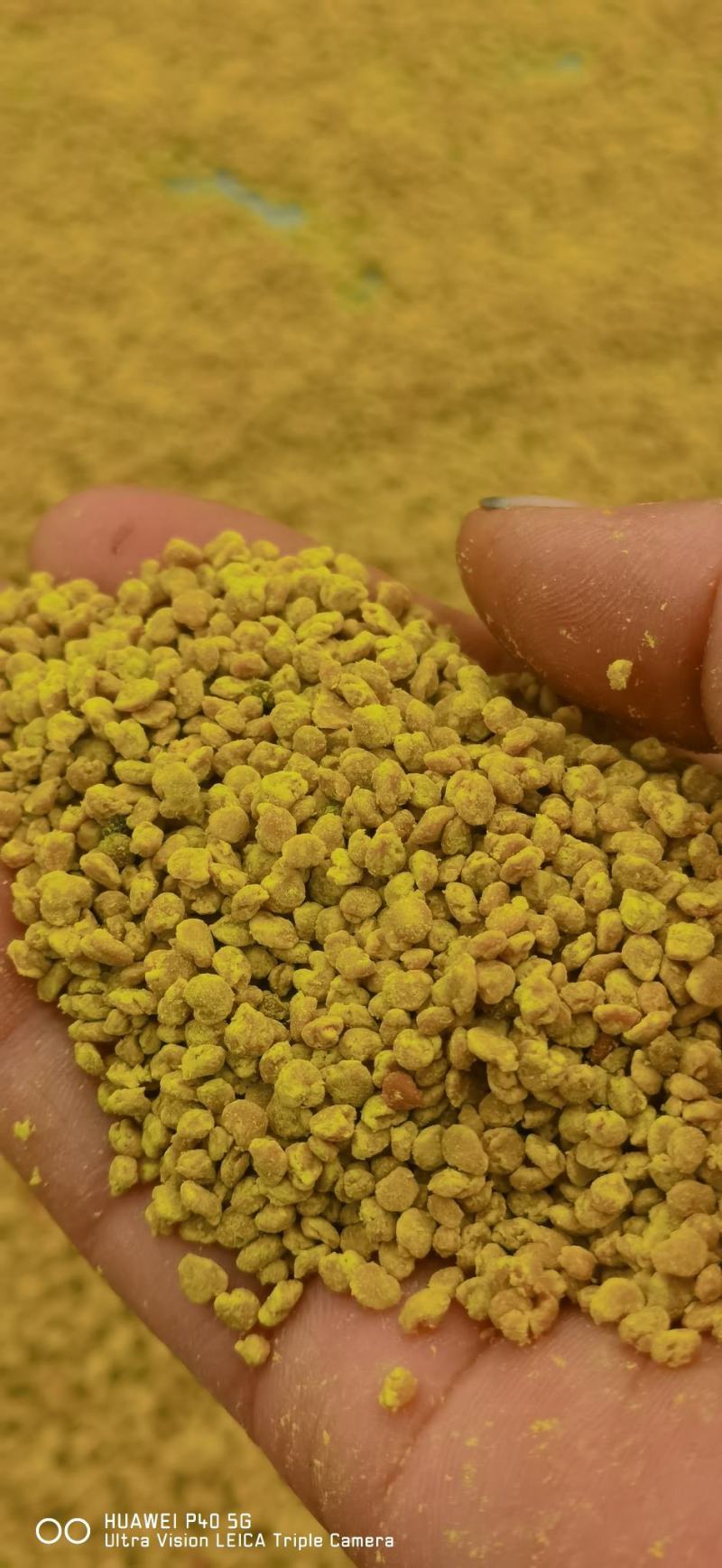 2024新油菜花粉，干湿两卖，纯度干，量大从优