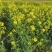 2024新油菜花粉，干湿两卖，纯度干，量大从优