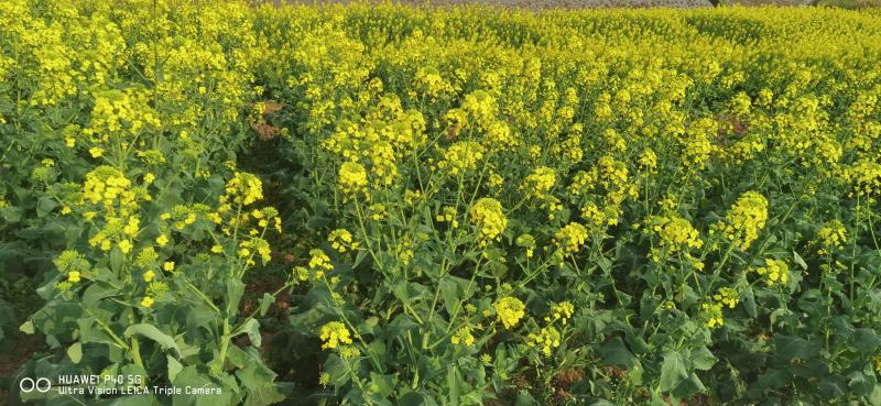 2024新油菜花粉，干湿两卖，纯度干，量大从优
