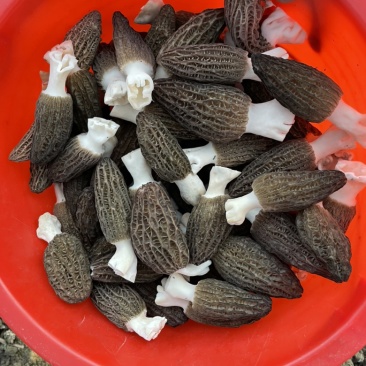 羊肚菌大量上市欢迎来定