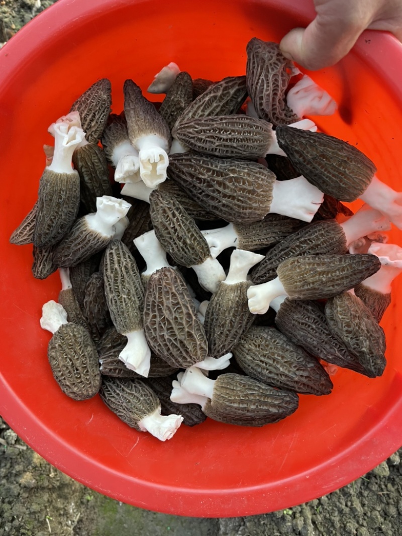 羊肚菌大量上市欢迎来定