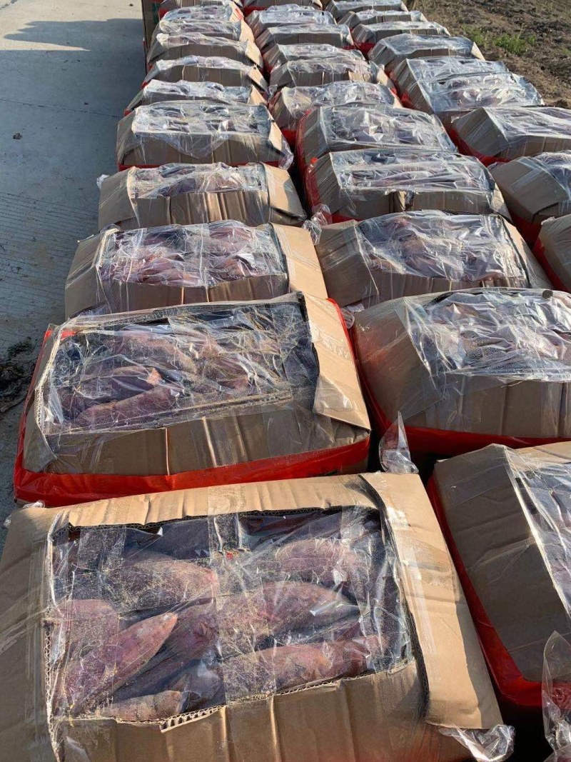 西瓜红红薯新鲜原产地货源长年买卖出货中一次合作永生朋友