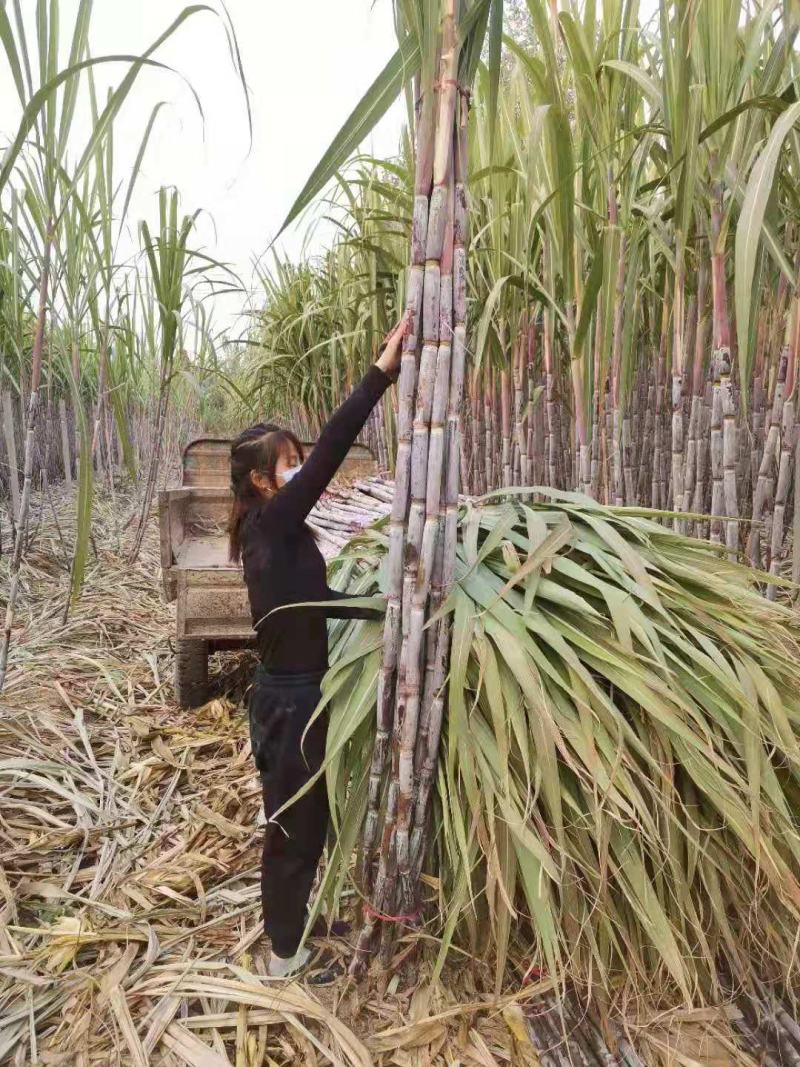 北方甘蔗种子（脆蜜蔗一号）包种植成技术，口感：酥、脆、甜