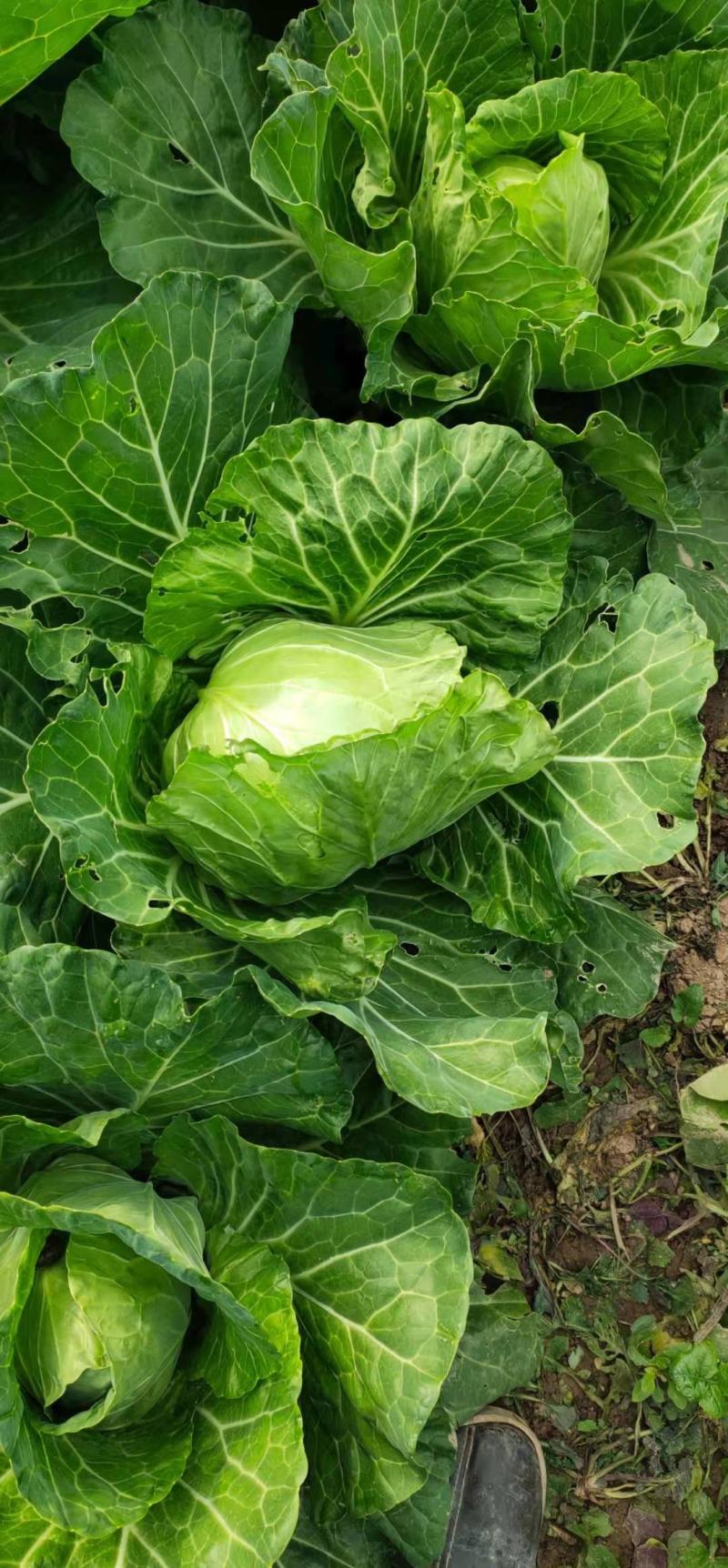 甘兰纯绿无烂叶无虫叮、