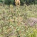 四川重庆老鹰茶营养袋苗老荫茶树苗老鹰茶苗红茶白茶苗
